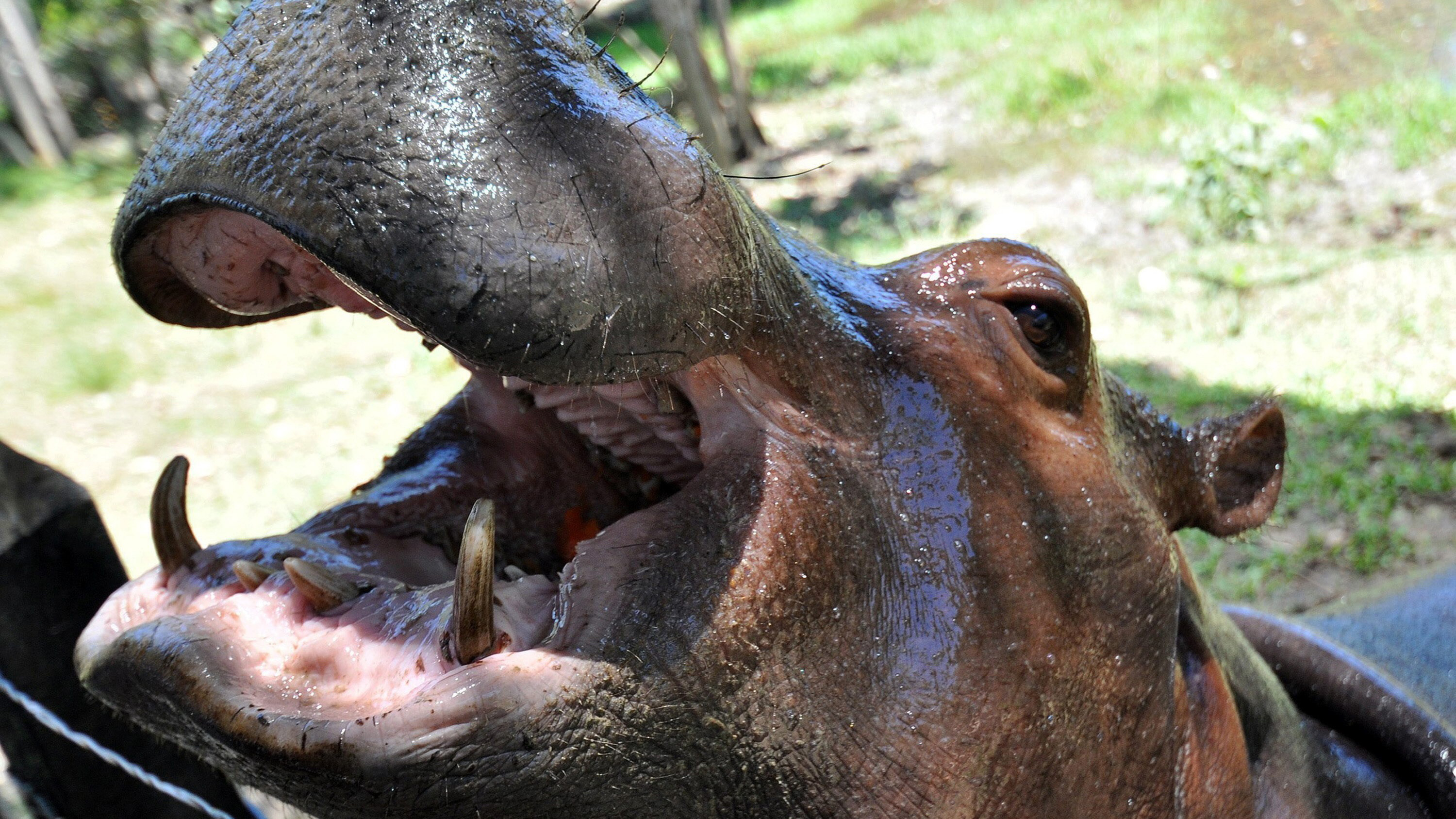 Hipopótamo. Animales Asombrosos Hipopótamo. Animales Asombrosos